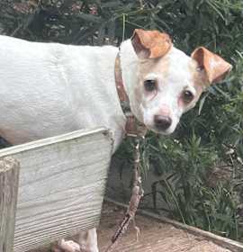 Photo of Reba- LOVES DOGS, not people