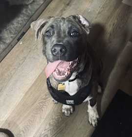 Photo of Riley