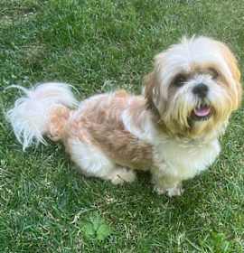 Photo of ROCKO
