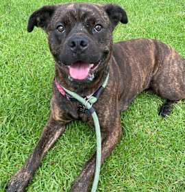 Photo of Buttercup (C000-374)-City of Industry Location