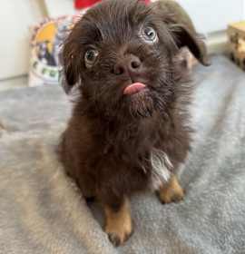 Photo of Cupcake