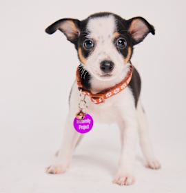 Photo of Rocky