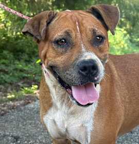 Photo of Lemon Pickle