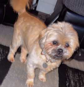 Photo of Cooper