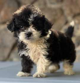 Photo of Shyla