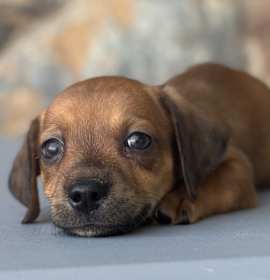 Photo of Slinky