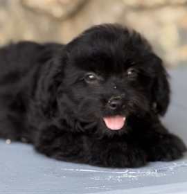 Photo of Shadow