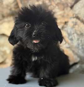 Photo of Star