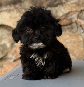 Photo of Tiny