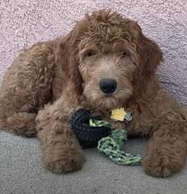 Photo of Cooper