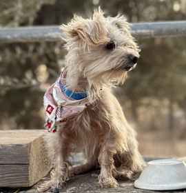 Photo of Romeo