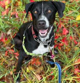Photo of Clover (LOCALLY FOSTERED)