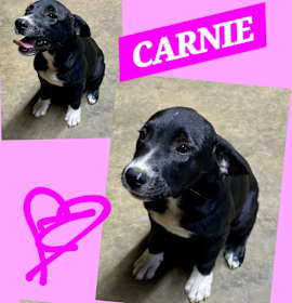 Photo of CARNIE PUP