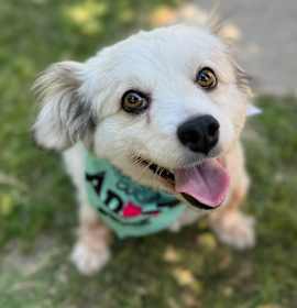 Photo of Auggie