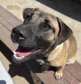 Photo of Willow