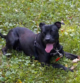 Photo of Sammy - ADOPTED