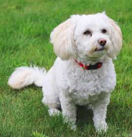 Photo of Coco