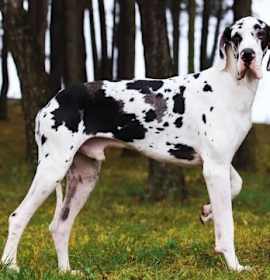 Photo of Sampson