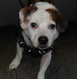 Photo of BUDDY