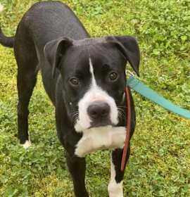 Photo of Hank aka Harvey