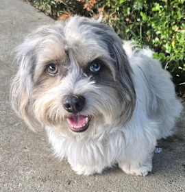 Photo of Rocky