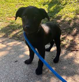 Joey (fka Beast) photo 3