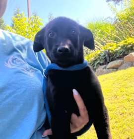 Joey (fka Beast) photo 4