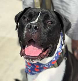 Photo of Moose-ADOPT Me!