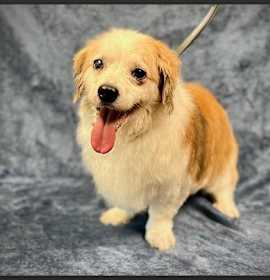 Photo of GIZMO