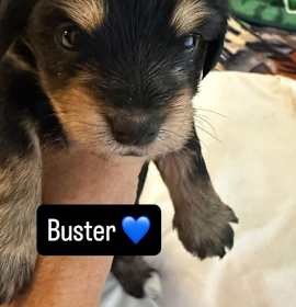 Photo of Buster