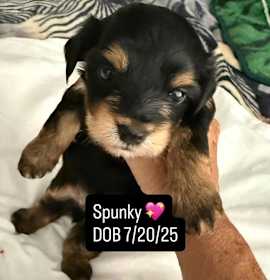 Photo of Spunky