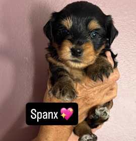 Photo of Spanx