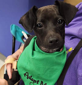 Nox (In Foster) photo 1