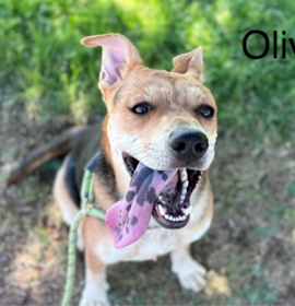 Photo of OLIVIA
