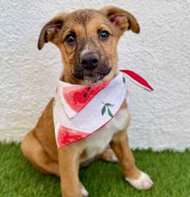 Photo of WAFFLE