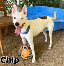 Photo of Chip