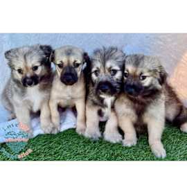 Photo of Biscuit Litter