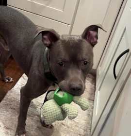 Bubbly Champagne photo 3