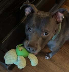 Bubbly Champagne photo 4