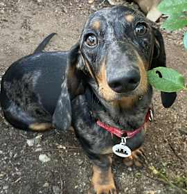Photo of Schnitzel