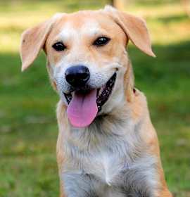 Photo of PUPPY GABRIEL