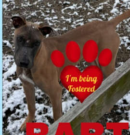 Photo of BART - Fostered in Howland