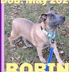 Photo of ROBIN