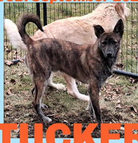 Photo of TUCKER
