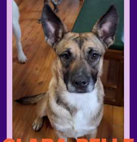 Photo of CLARA BELLE