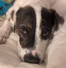 Photo of DRAGONFRUIT*