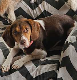 Photo of Nora - Adoption Fee Fully Covered