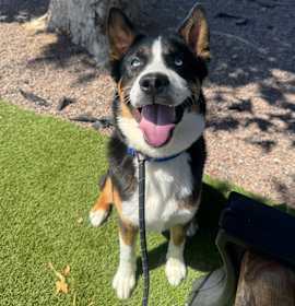 Photo of Ace A2197944