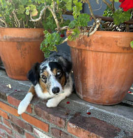 Photo of Sofi