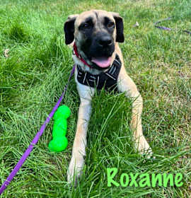 Photo of Roxanne